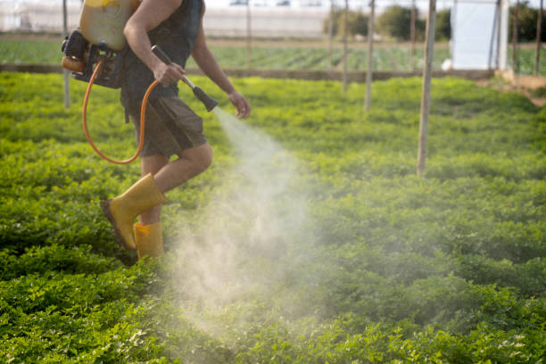 Wasp Removal Services in Moosic, PA