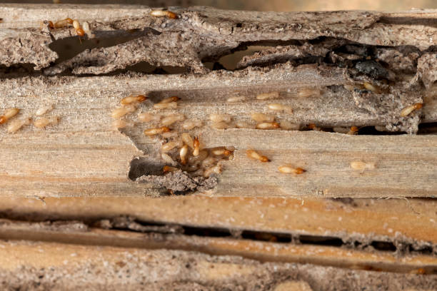 Best Termite Control Services  in Moosic, PA
